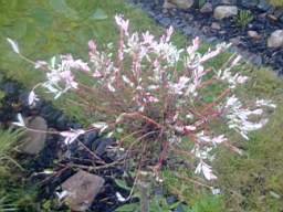 carrowcrory 7110.jpg